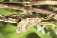 Hypena proboscidalis