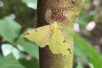 Opisthograptis luteolata
