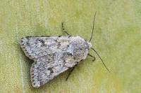 Agrotis simplonia