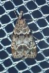 Eudonia mercurella