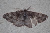 Alcis repandata