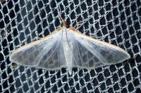 Palpita vitrealis