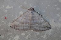 Scotopteryx bipunctaria