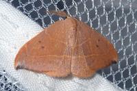 Watsonalla uncinula