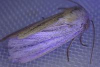 Mythimna pudorina
