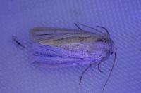 Mythimna pudorina