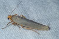 Eilema caniola