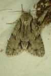 Acronicta tridens