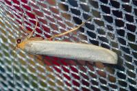 Eilema caniola