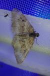 Epirrhoe alternata