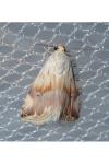 Eublemma ostrina