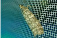 Dioryctria abietella