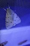 Acronicta leporina