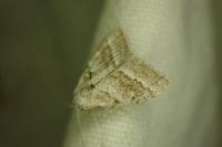 Meganola albula