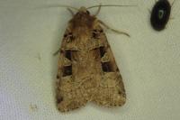 Xestia triangulum