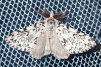 Lymantria monacha