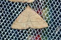 Paracolax tristalis