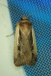 Ochropleura plecta