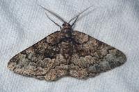 Cleorodes lichenaria