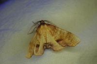 Plagodis dolabraria