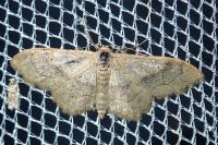 Idaea aversata