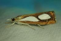 Catoptria pinella