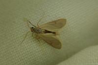 Acentria ephemerella
