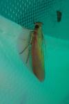 Oncocera semirubella