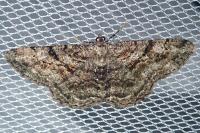 Peribatodes rhomboidaria rhomboidaria