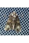 Craniophora ligustri