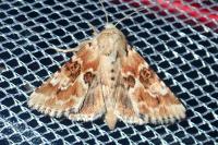 Eremobia ochroleuca
