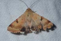 Heliothis peltigera