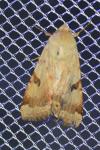 Heliothis peltigera