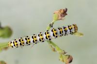 Cucullia scrophulariae