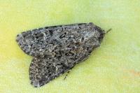 Apamea maillardi