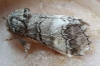 Drymonia querna