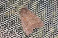 Ipimorpha subtusa