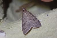 Udea prunalis
