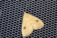 Rivula sericealis