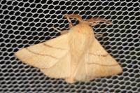 Malacosoma neustria