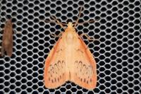 Miltochrista miniata