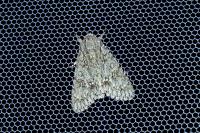 Acronicta aceris
