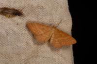 Idaea ochrata