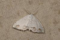 Scopula ornata