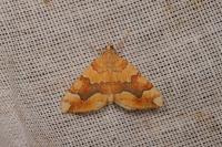 Cidaria fulvata