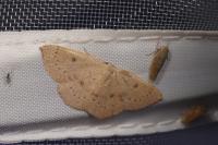 Cyclophora puppillaria