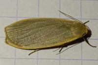 Collita griseola