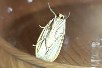 Collita griseola