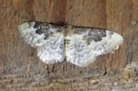 Idaea rusticata