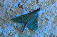 Dolicharthria punctalis